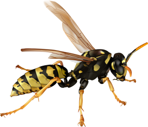 Wasp PNG-74596